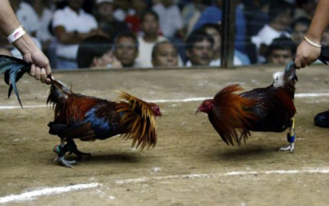 Đá Gà C1
