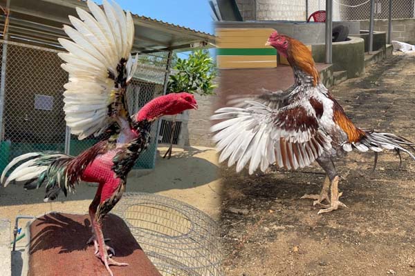 Đá Gà C1: Luật Chơi và Mẹo Giành Chiến Thắng